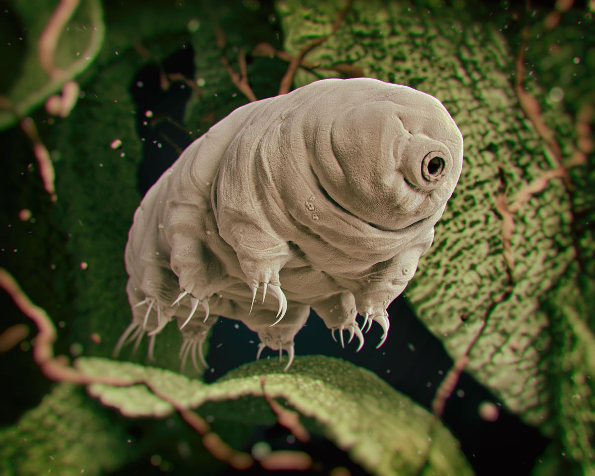 Male Tardigrades Can Find A Mate By Sniffing Them Out