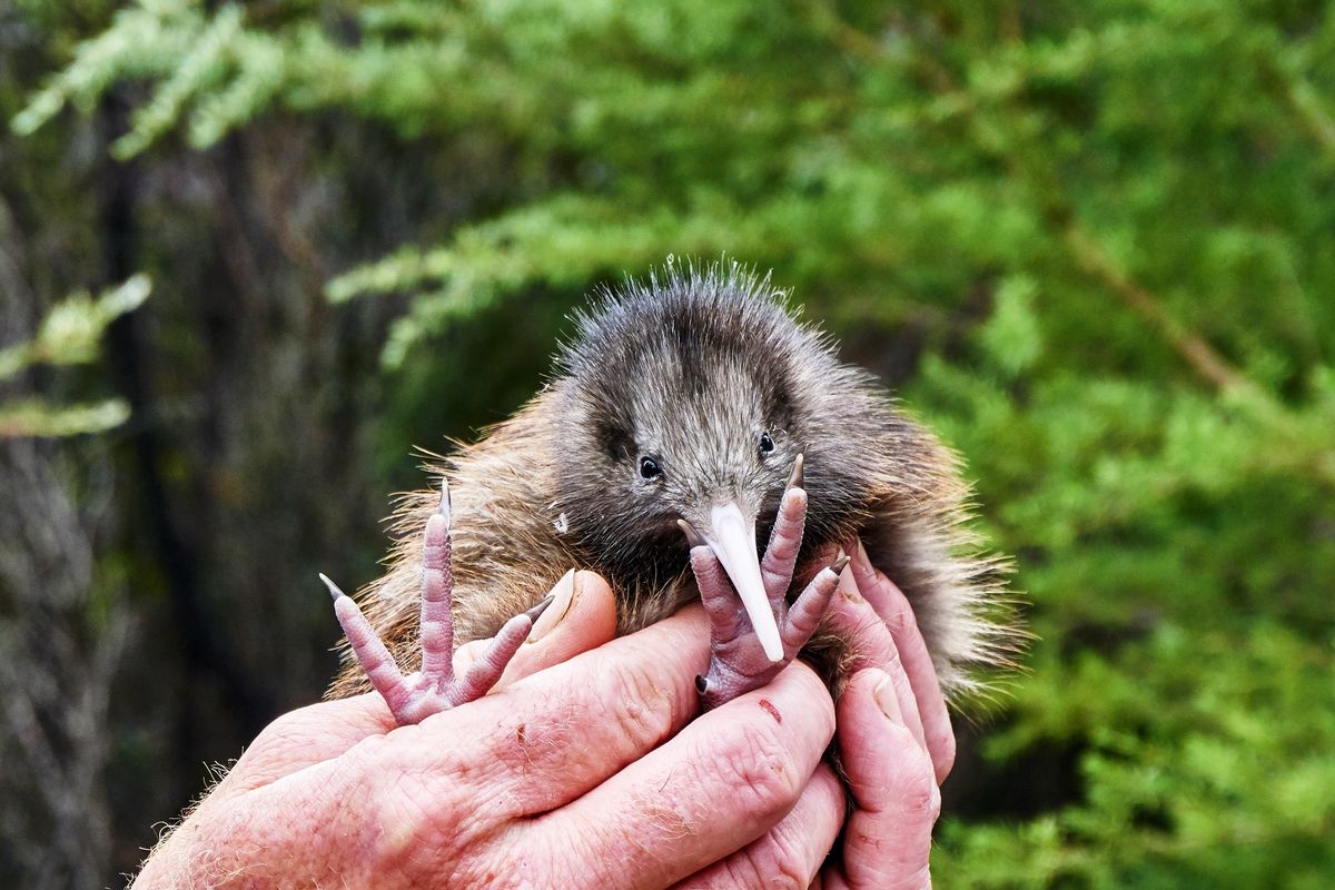 Wild Kiwi Chicks Hatch In New Zealand’s Capital For First Time In Over 150 Years