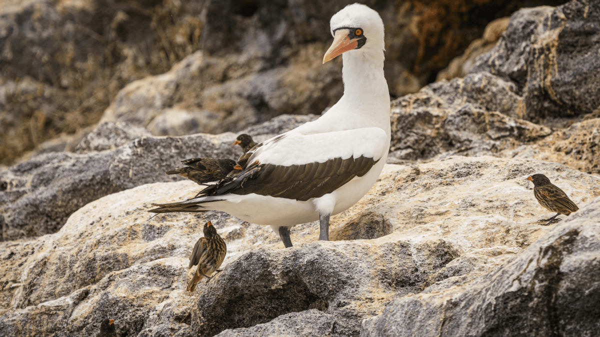 Vampire Finches Live On Wolf Island And Have A Very Strange Diet