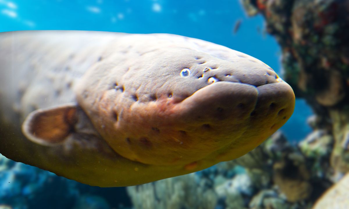 Zaps From Electric Eels Might Transfer DNA To Other Animals