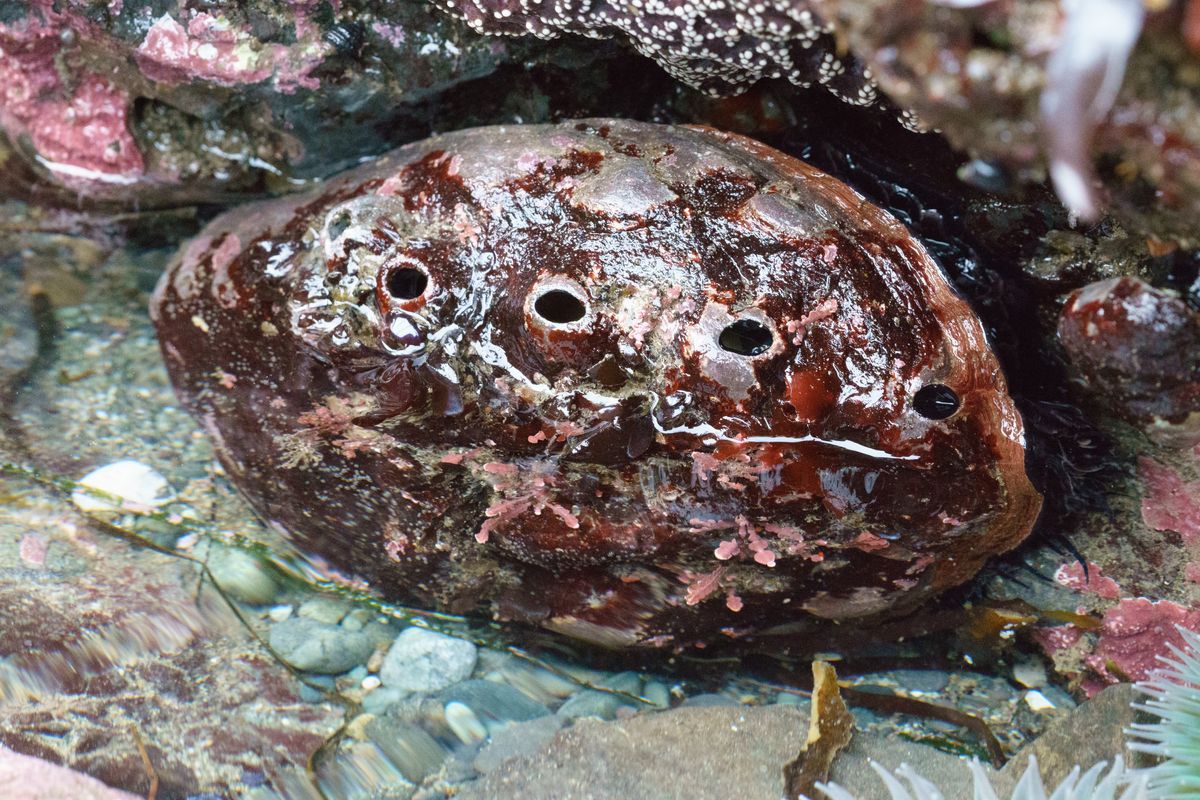 Giant Sea Snails Experience Intergenerational Trauma Too‚ Getting Stressed By Ocean Acidification