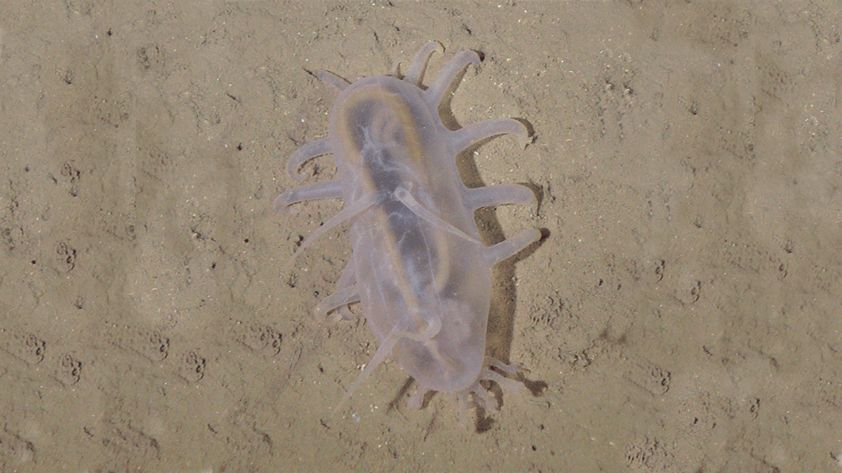 Say Hello To The Sea Pig‚ A Peculiar Blob That Lives 6‚000 Meters Below The Sea