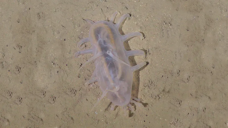 a sea pig on the seabed