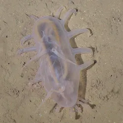 a sea pig on the seabed