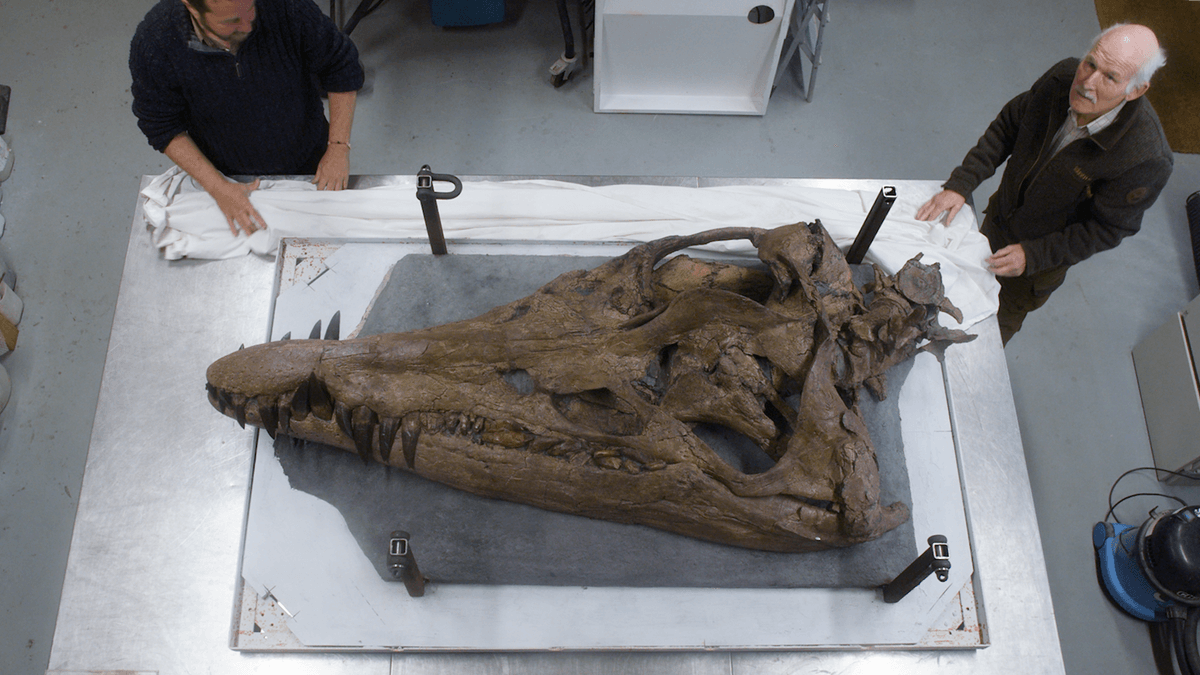 Exclusive: Giant Skull Of 150-Million-Year-Old 