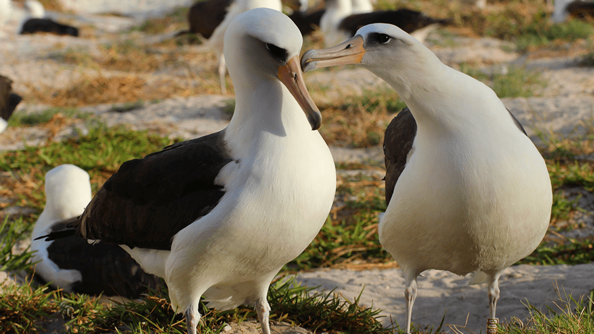 World's Oldest Wild Bird‚ Wisdom The Albatross‚ Returns To Island Home