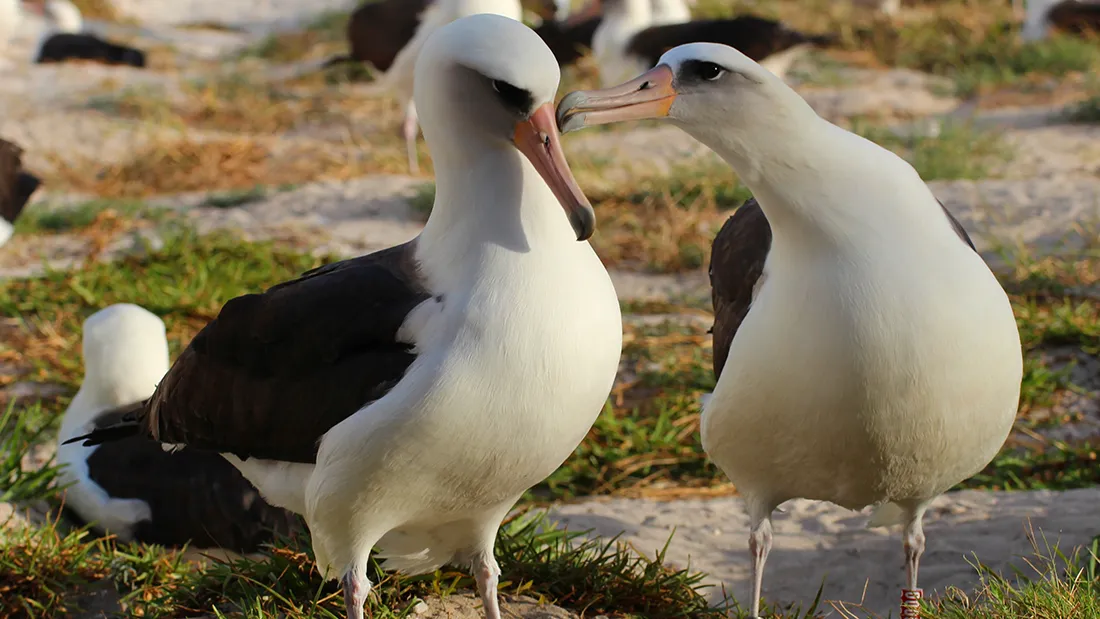 World's Oldest Wild Bird, Wisdom The Albatross, Returns To Island