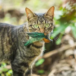 Do House Cats Eat Birds: Shocking Truths Every Owner Must Know
