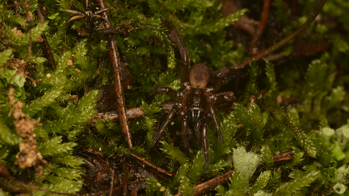 Tap Dancing Spider Lost To Science For 92 Years Rediscovered In Portugal