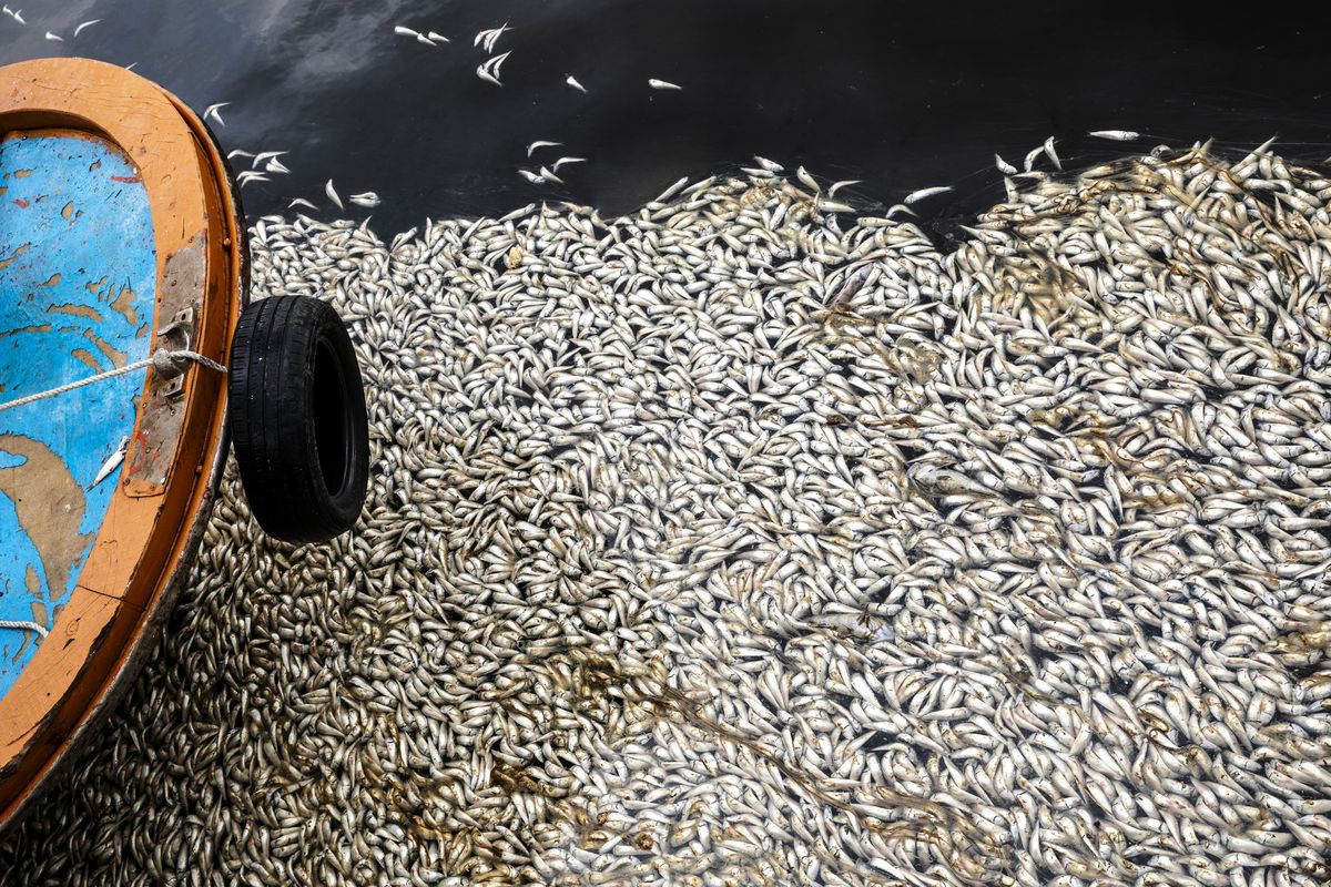 1‚200 Tonnes Of Dead Fish Wash Up In Japan But Fukushima Isn't To Blame‚ Say Authorities