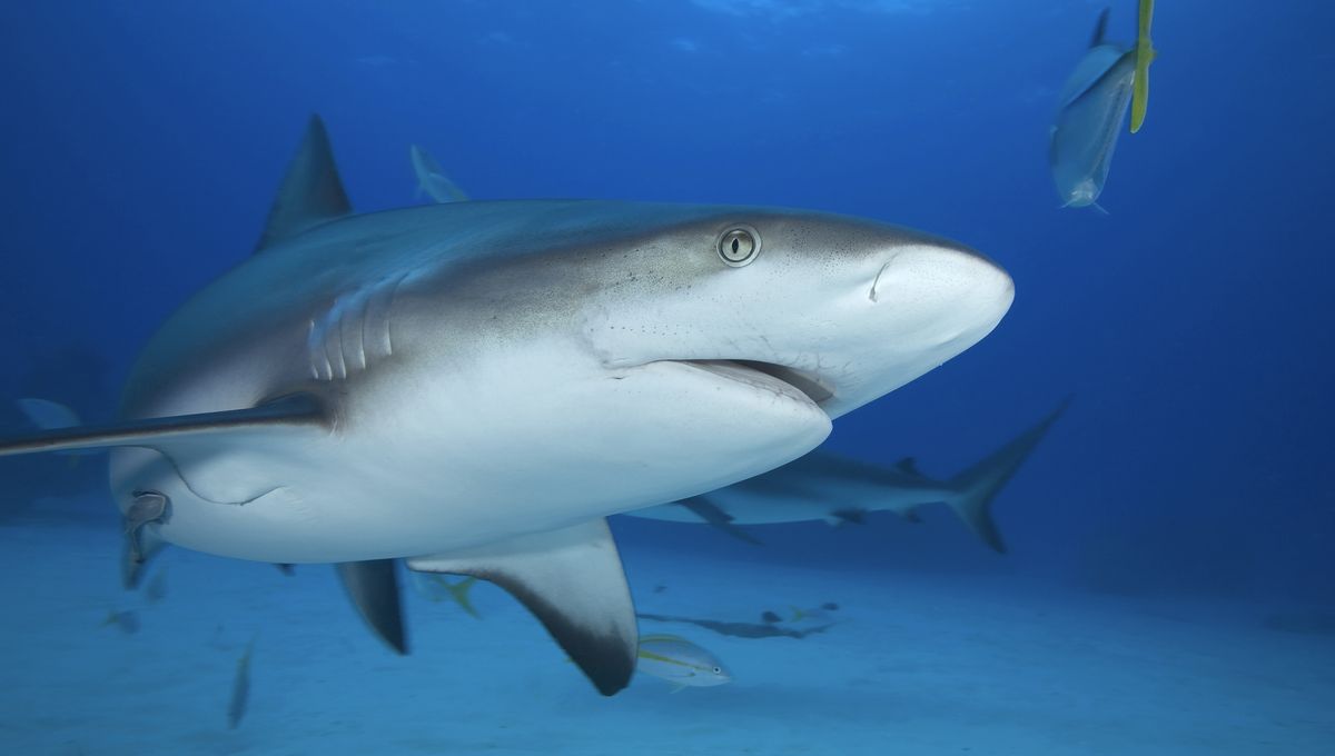Gray Reef Sharks Caught Napping, Changing What We Know About How They
