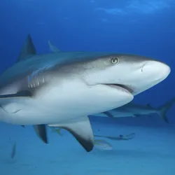 grey reef shark swimming