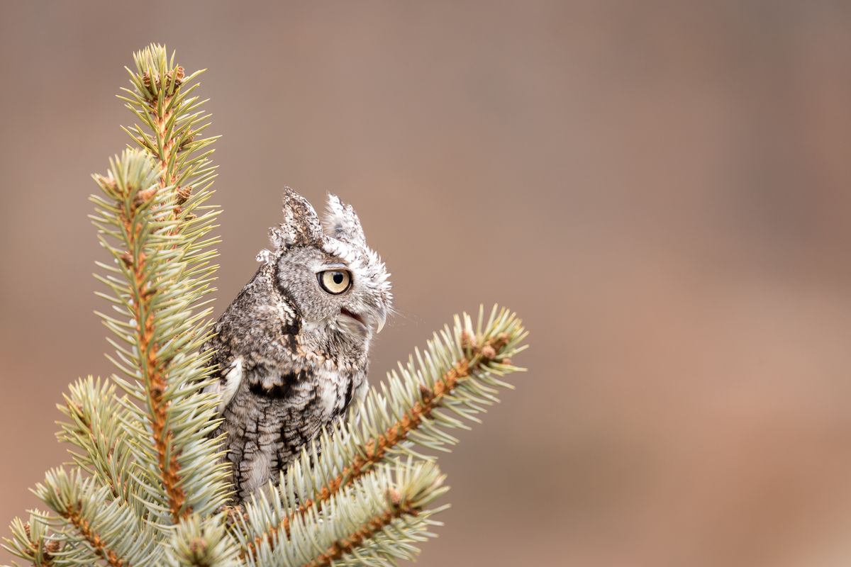 Baby Owl Found Living In Family's Christmas Tree After 4 Days As A Stowaway