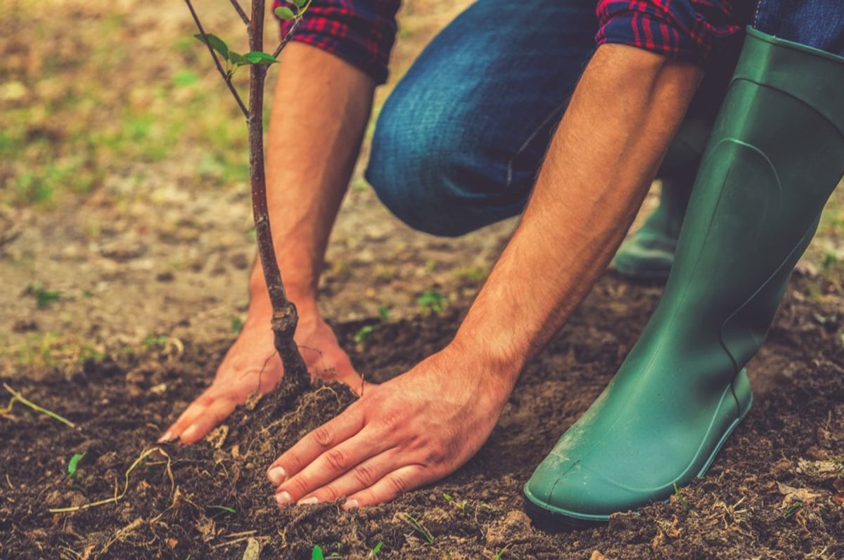 Stop Planting Trees‚ Begs Guy Who Urged World To Plant A Trillion Trees