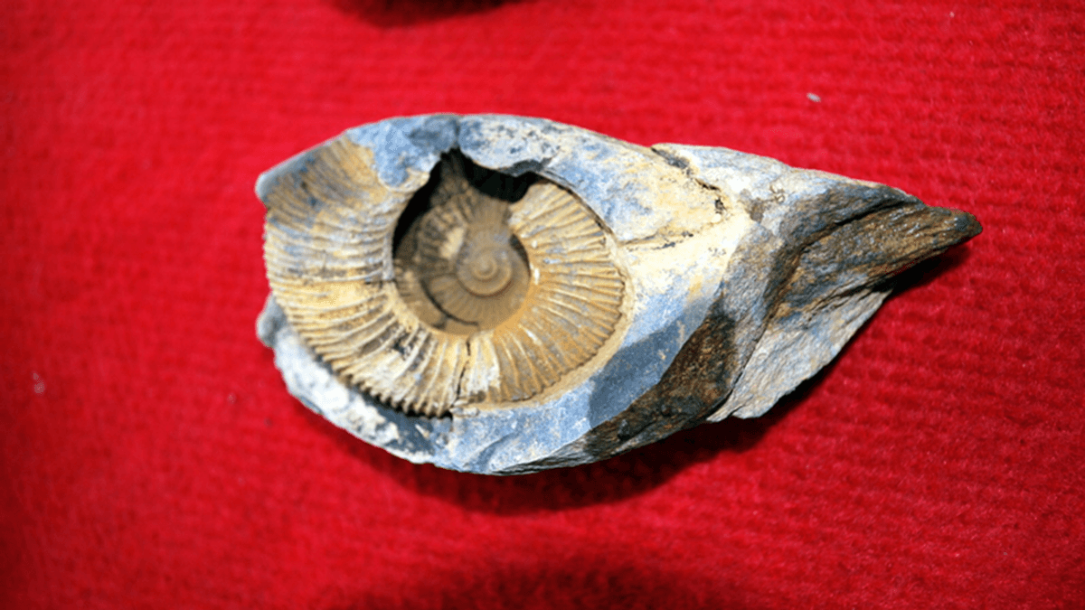 People Are Confused Why There Are Marine Fossils At The Top Of Mount Everest