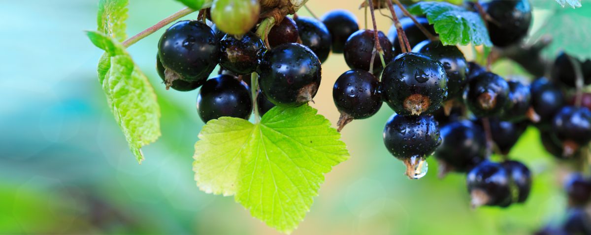 Why A Small Purple Fruit Was Banned In The USA For Almost 100 Years