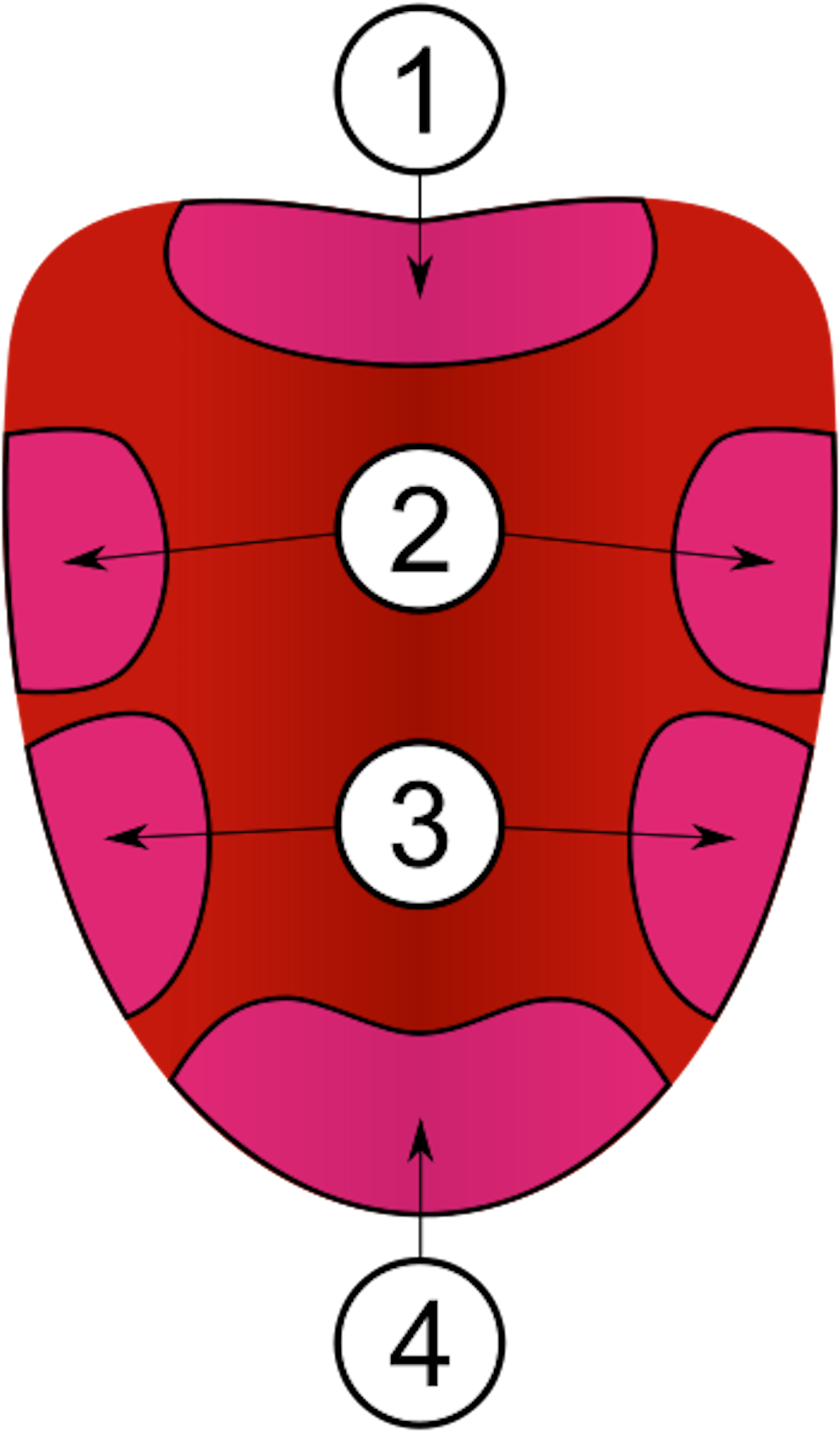 "Taste map" diagram of the tongue