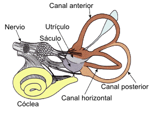 Diagram of the vestibular system, labelled in Spanish