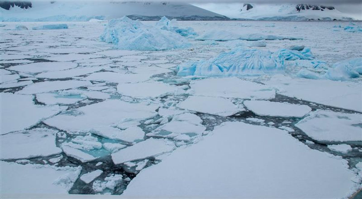 Octopus DNA Reveals Arctic Ice Sheet Could Collapse Sooner Than Expected