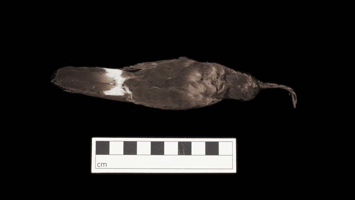 Candles Made Of Chicks Was A Rare But Real Practice In The North Atlantic