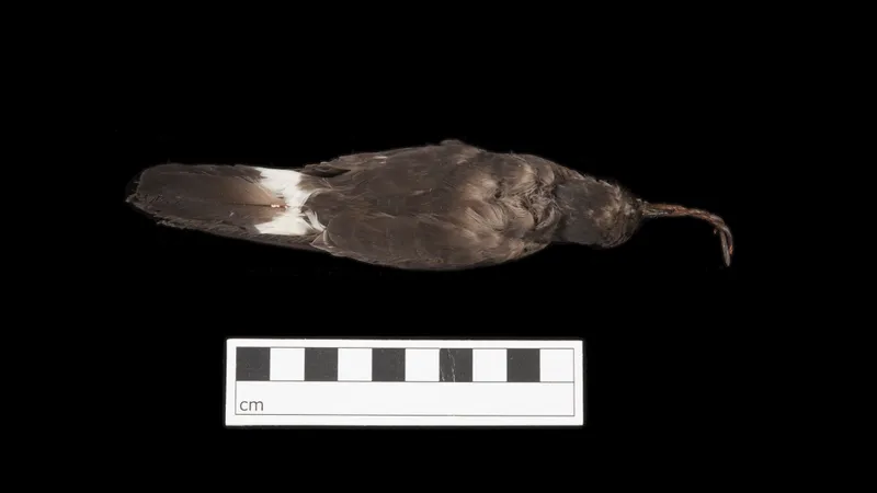 a storm petrel chick candle
