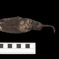a storm petrel chick candle