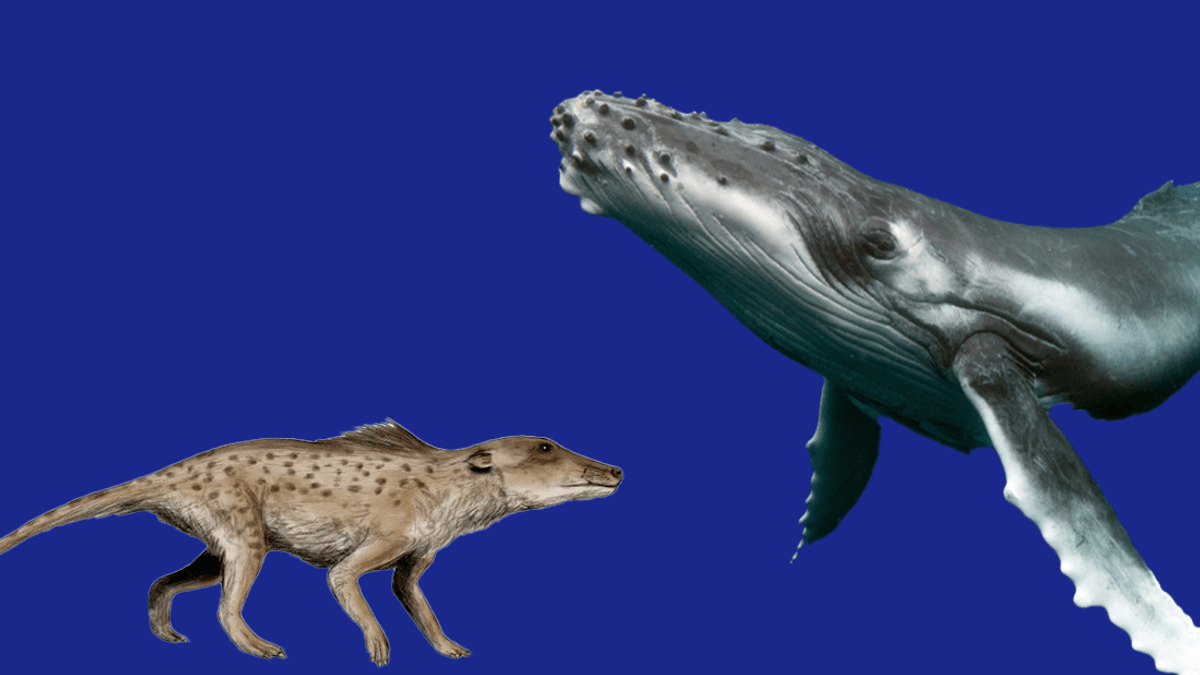 How And Why Did Cetaceans Move From Land To Water&quest;
