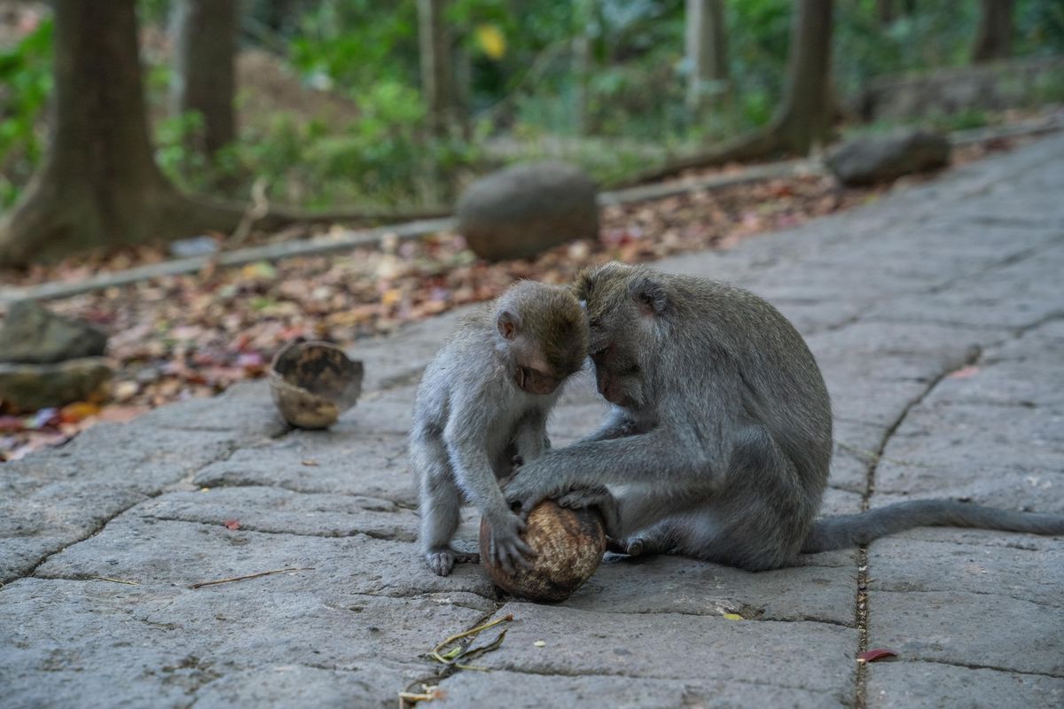 Macaques In Thailand Started Using Stone Tools When COVID-19 Stopped Tourists Feeding Them
