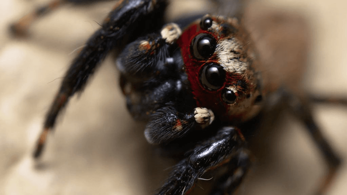 Human Blood Is An Aphrodisiac For The Vampire Spider
