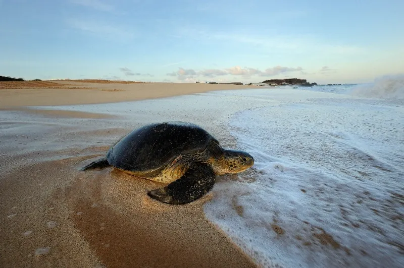 Green turtle on a beach near the waters edge.
