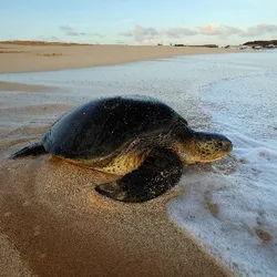 Green turtle on a beach near the waters edge.