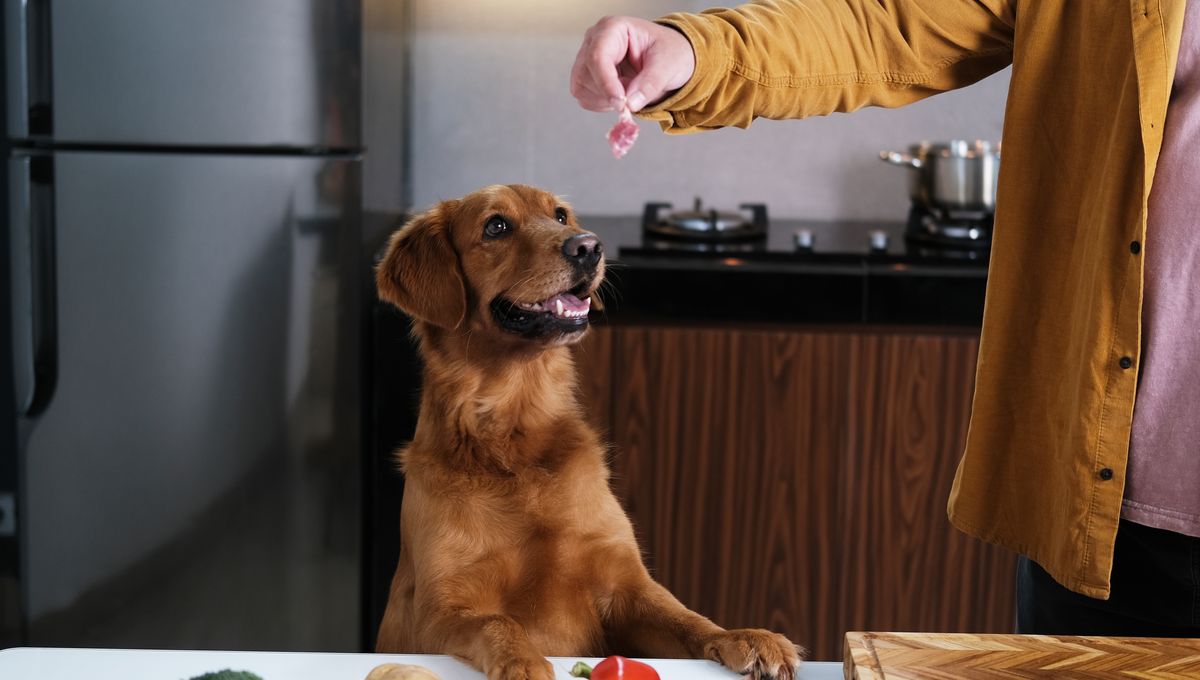 Feeding Your Dog Raw Food Could Contribute To Antibiotic Resistance