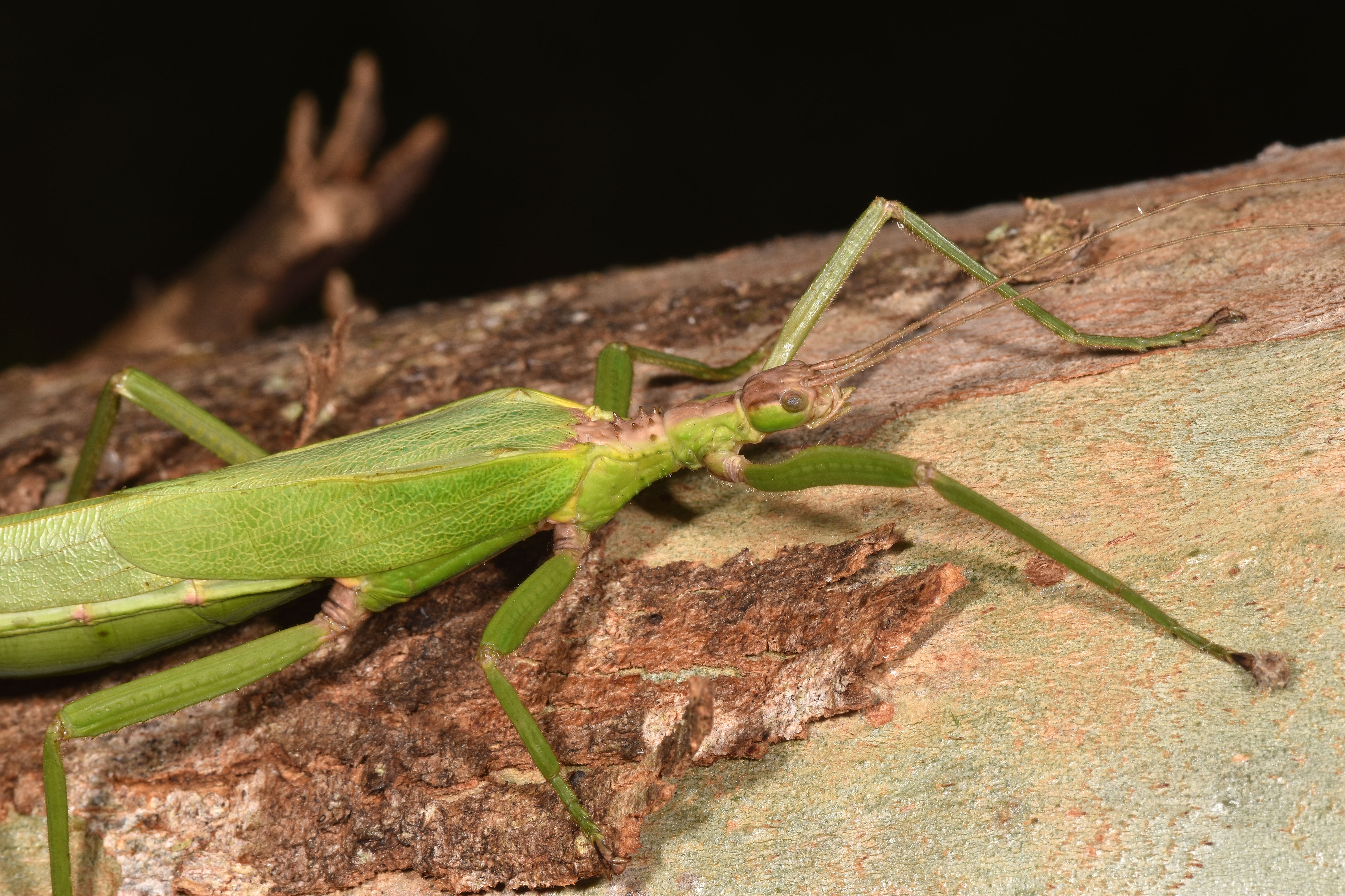 Natural History Museum Names 815 New-To-Science Species In Record ...