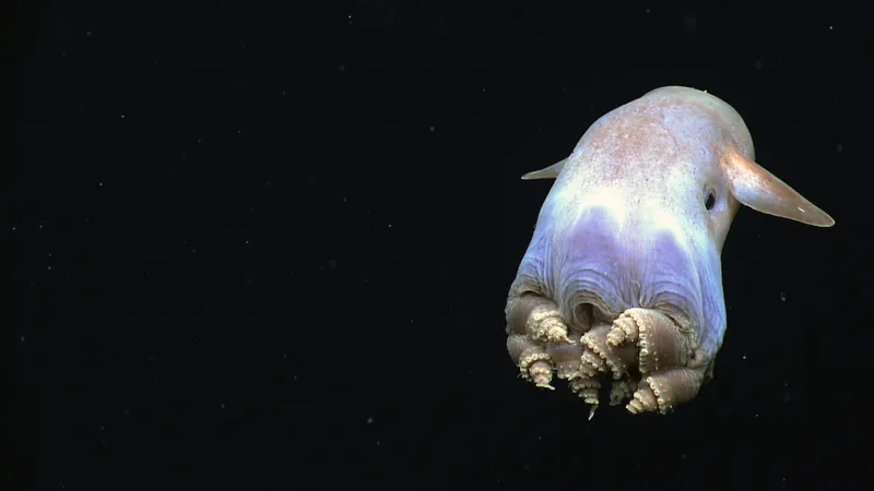 a dumbo octopus in the deep sea