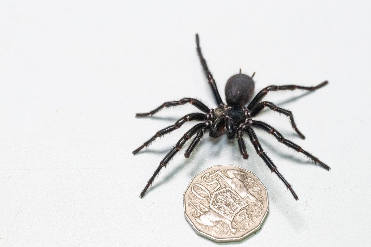 Largest Ever Male Specimen Of Australia’s Most Dangerous Spider Found By Member Of The Public