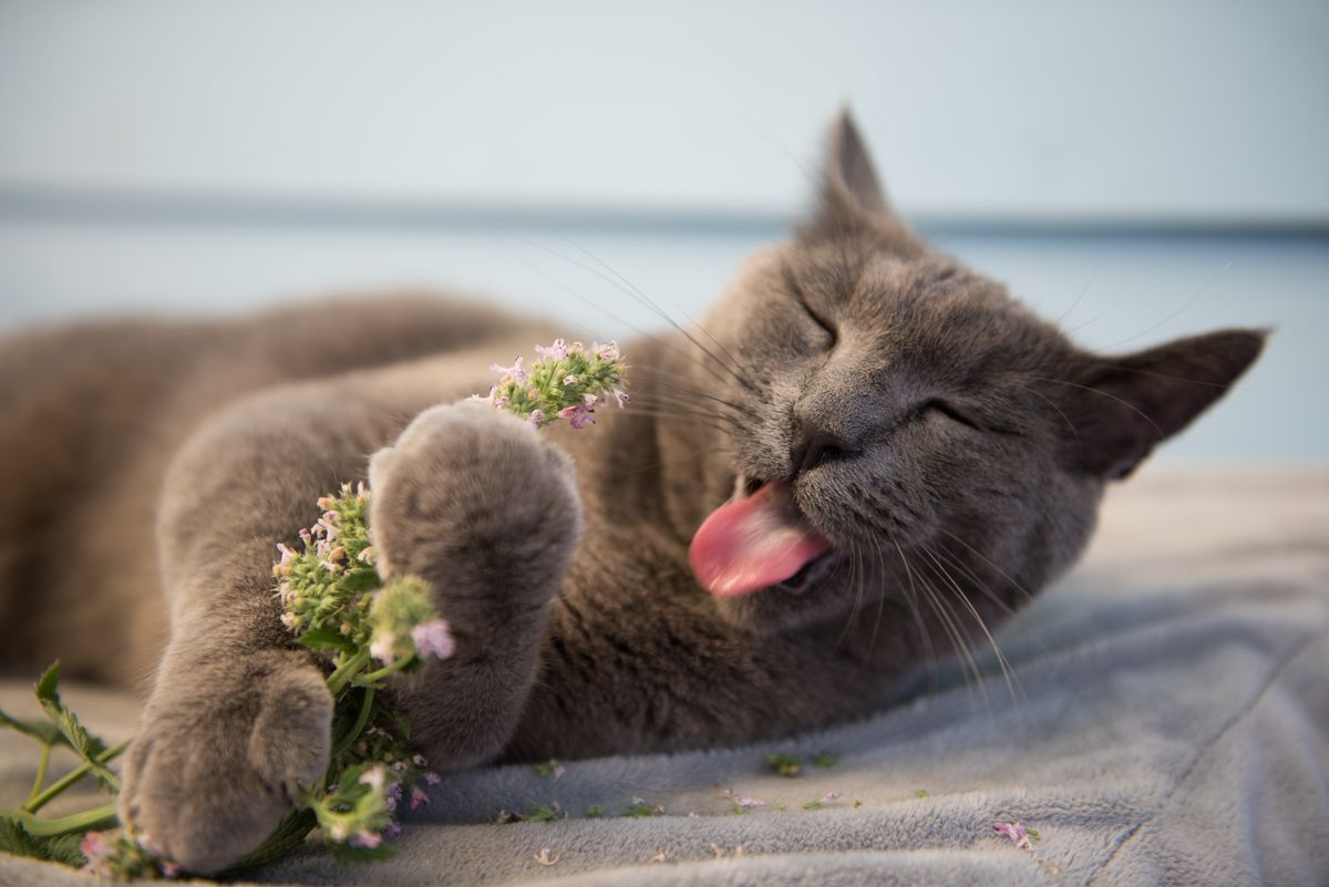 What Actually Is Catnip And Is It Safe For My Cat?