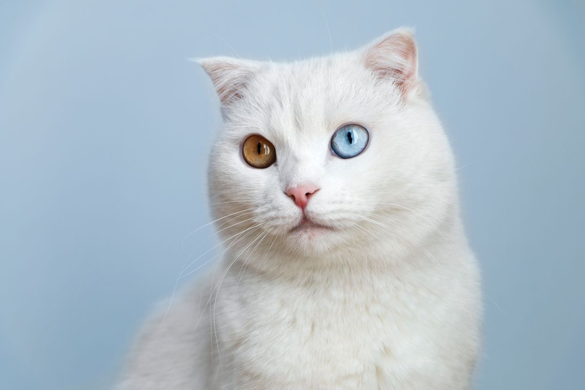 Heterochromia: The Facial Feature That Affects Less Than 1 Percent Of People