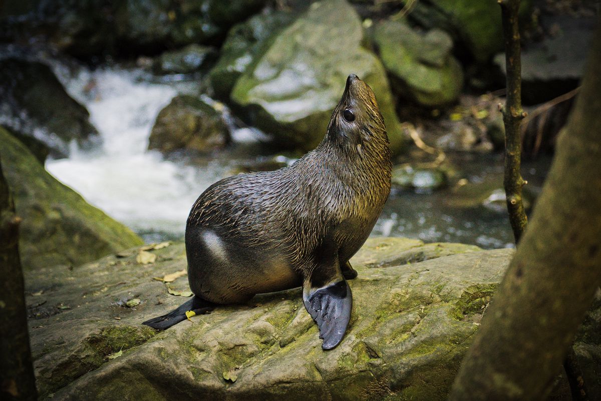 New Zealand Waterfall Doubles Up As A Creche For Fur Seal Pups