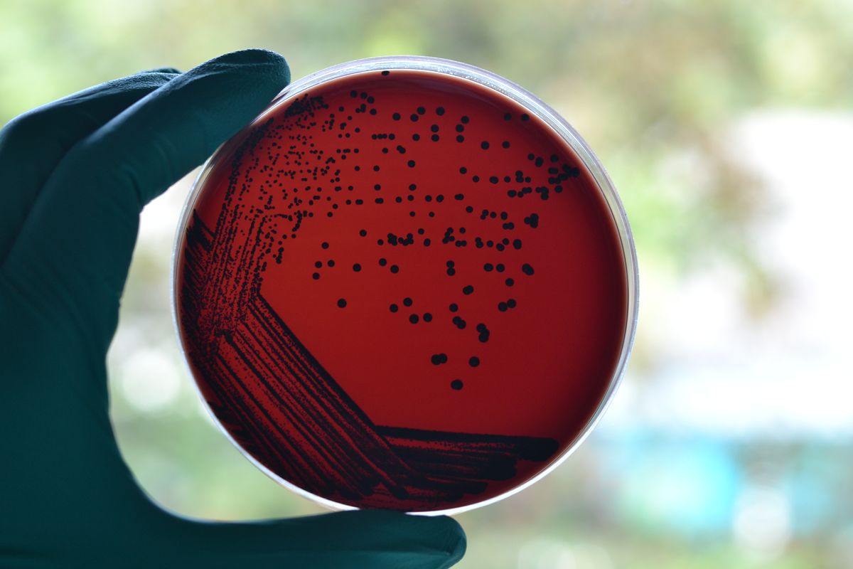 35 New Species Of Bacteria Found Lurking In Human Samples
