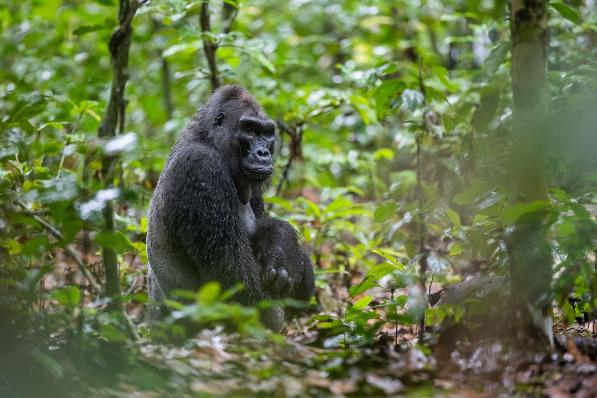 RIP Kingo: Iconic Lowland Gorilla Who Inspired Conservation Dies Of Old Age
