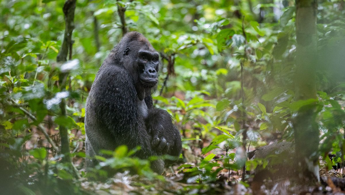 RIP Kingo: Iconic Lowland Gorilla Who Inspired Conservation Dies Of Old Age
