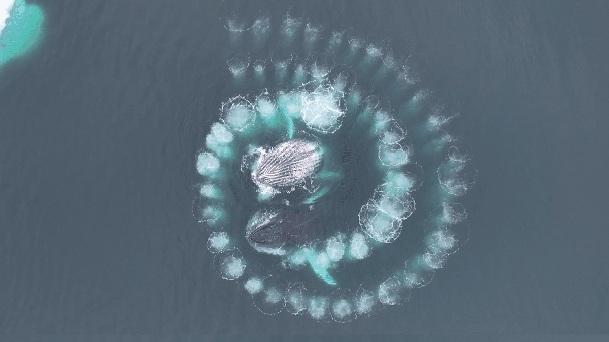 Incredible Drone Footage Reveals Humpback Whales Creating A Fibonacci Spiral