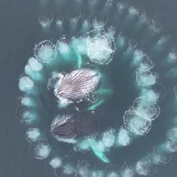 Incredible Drone Footage Reveals Humpback Whale Creating A