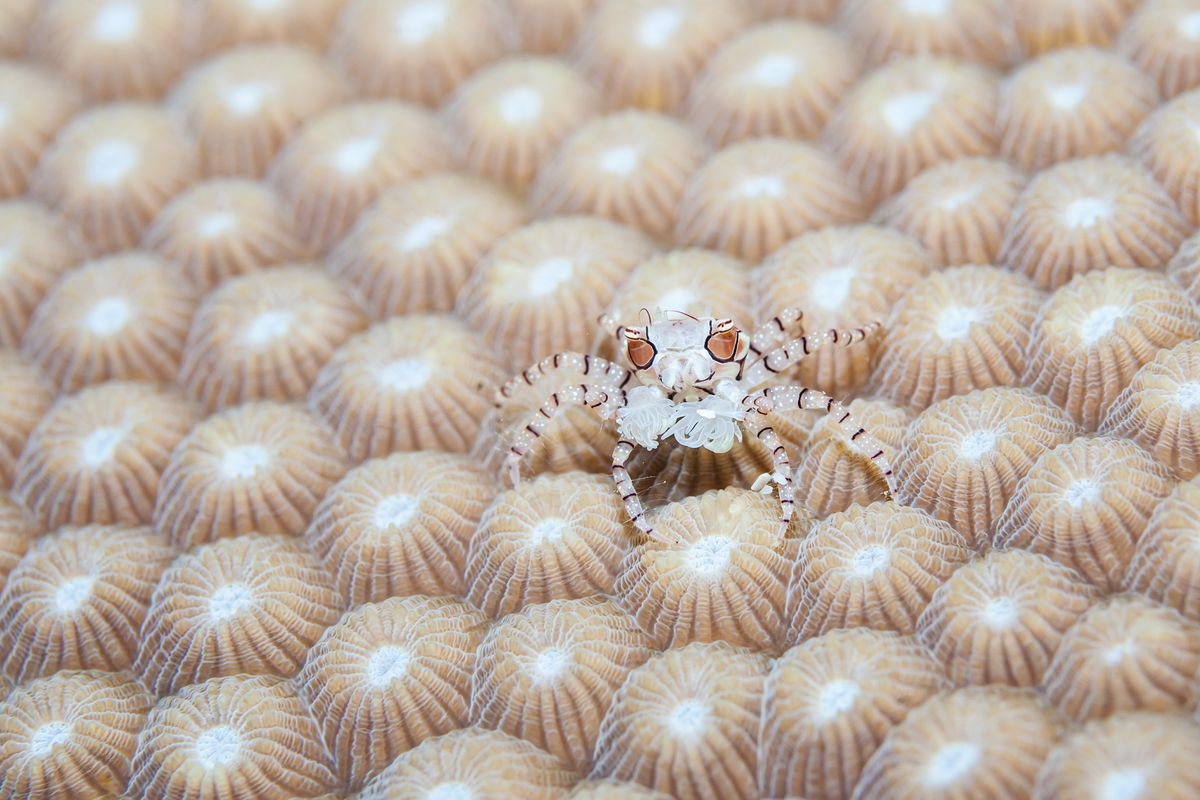 Boxer Crabs Tear Anemones In Half To Make Living Pom-Poms