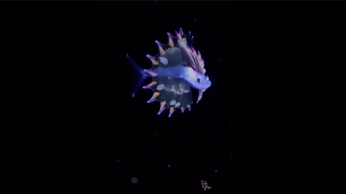 Extraordinary Footage Of Baby Tripod Fish Is Straight Out Of A Sci-Fi Movie