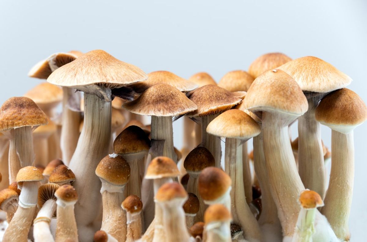 Mushrooms Evolved To Become Psychedelic 67 Million Years Ago – But Why?
