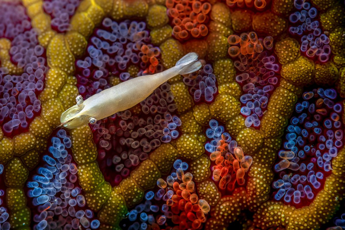 Acid-Spraying Ants And Regal Slime Mold Among Close-Up Photographer Of The Year Winners
