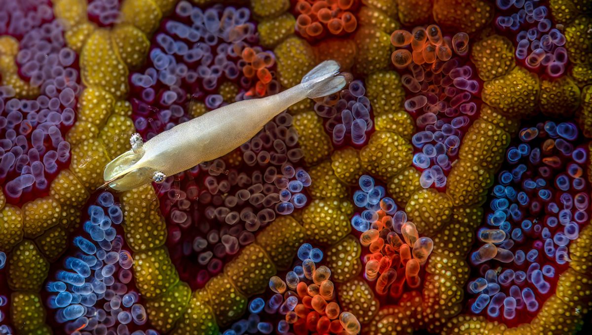 Acid Spraying Ants And Regal Slime Mold Among Close Up Photographer Of The Year Winners