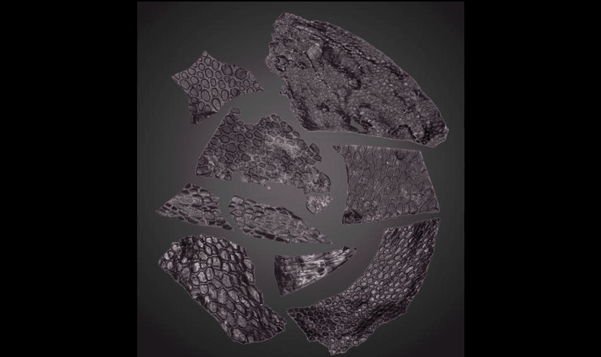 Oldest Known Fossilized Skin Dates Back 45 Million Years Before First Dinosaurs