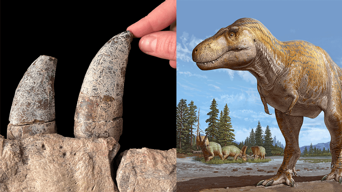 Closest Known Relative Of T. Rex Discovered From 72 Million-Year-Old Skull
